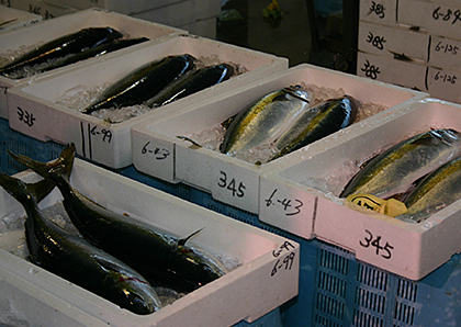 仲卸の役割・水産業のインターネット活用写真