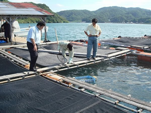 ふぐ養殖場視察の画像4